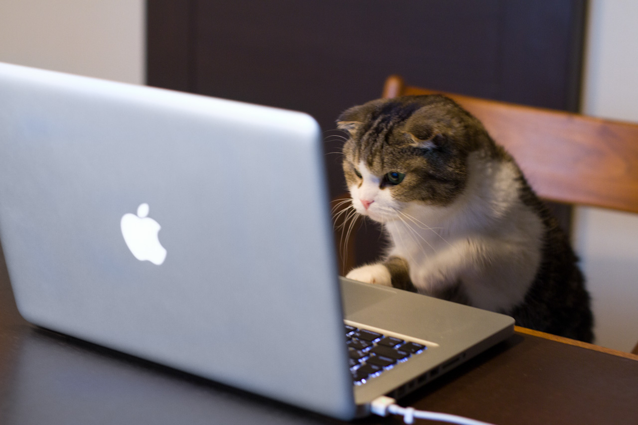 cat test analyst training